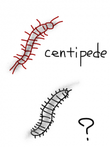 centipede/stampede　似た英単語/似ている英単語　画像