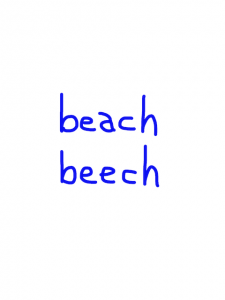 beach/beech　似た英単語/似ている英単語　画像