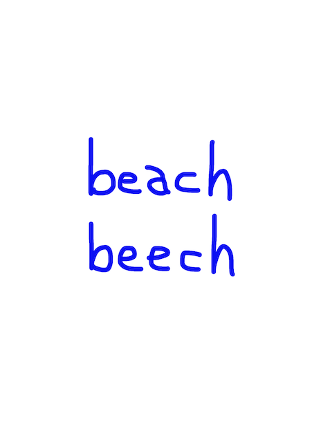 beach/beech　似た英単語/似ている英単語　画像